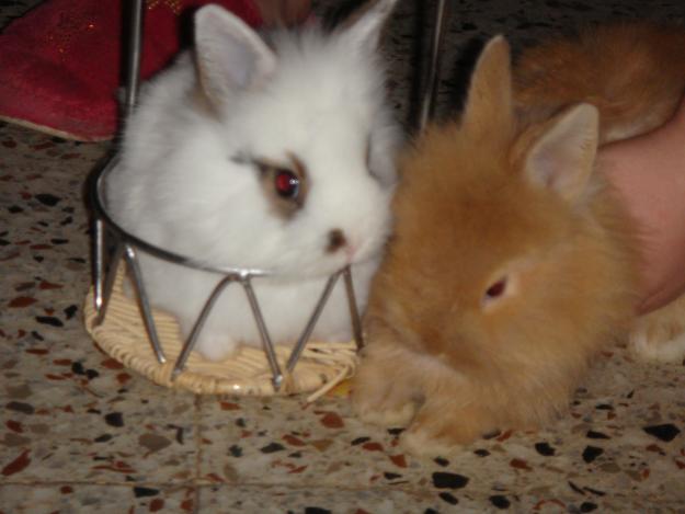 CONEJOS ENANOS DE ANGORA