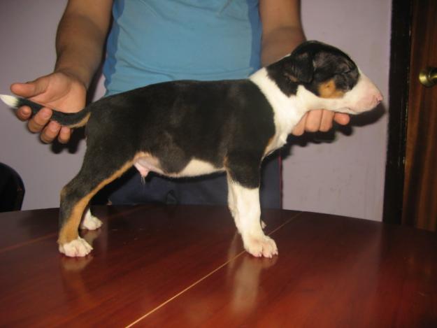 Dos cachorros de Bull Terrier disponibles