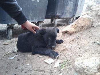 LUNA, recogida de debajo de un contenedor!