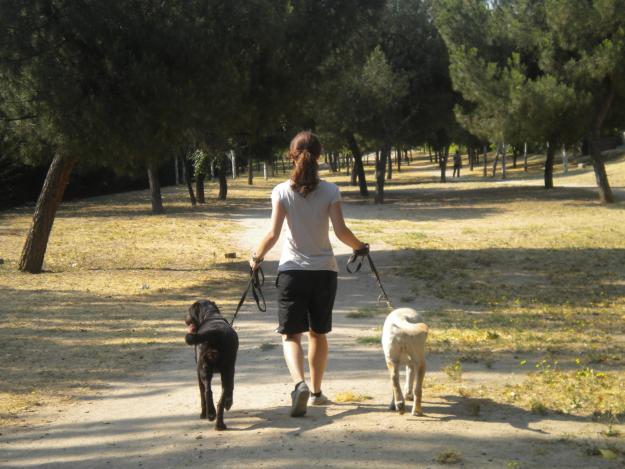 Paseos y ejercicio para tu mascota