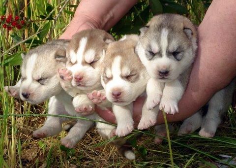 Perdido Husky Siberiano