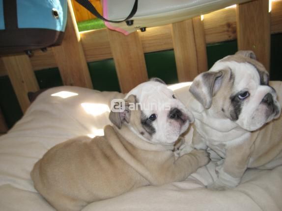 Preciosos cachorros de Bulldog Ingles