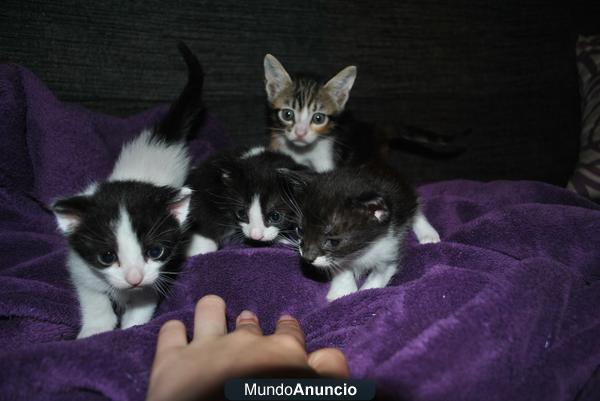 Regalo Gatitos