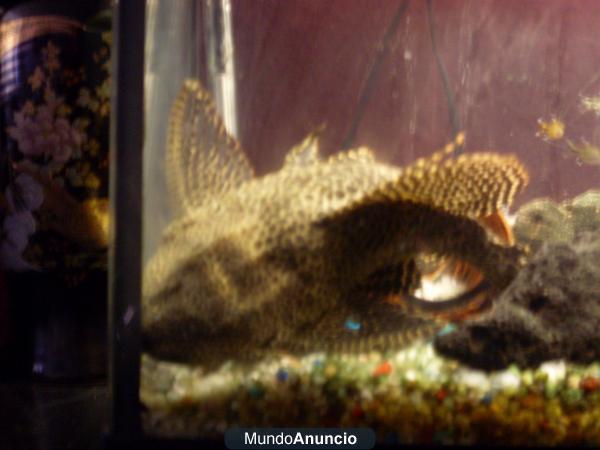 Regalo Plecostomus. Amantes de los peces