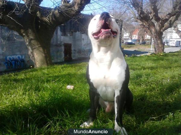 se ofrece american pitbull para montas