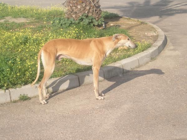 Se regala GALGO joven (abtenerse cazadores)