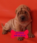 Shar-pei, adorables y baratos - mejor precio | unprecio.es