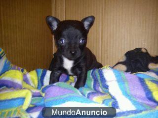 VENTA CHIHUAHUAS  MINIS MINIS   DESDE 600€