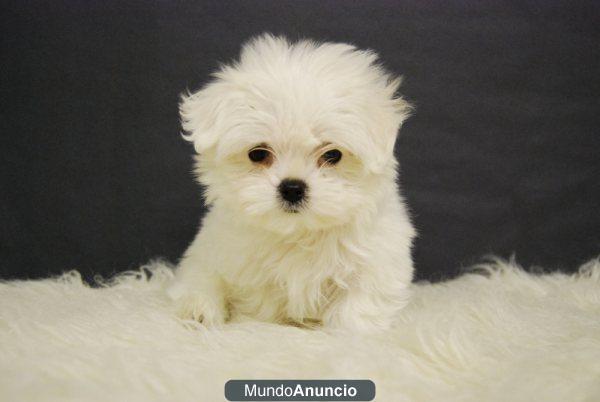 ADORABLES Y MUY BLANCOS CACHORROS DE BICHON MALTES CON 2 MESES