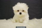 ADORABLES Y MUY BLANCOS CACHORROS DE BICHON MALTES CON 2 MESES - mejor precio | unprecio.es