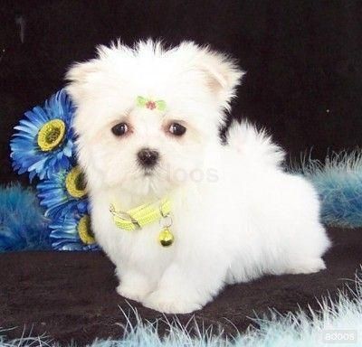 Beautiful cachorros maltés para añadir a su casa