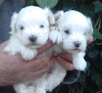 Bellisimos cachorros de bichon maltes