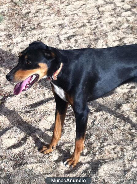 Cachorrita de Rotweiler con Galgo