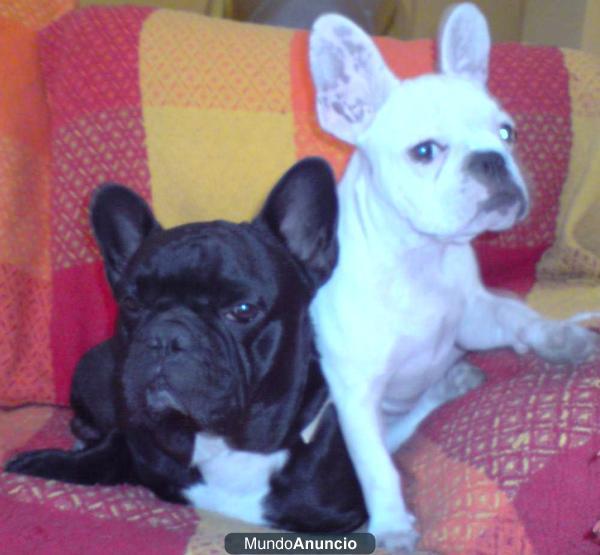 CACHORROS DE BULLDOG FRANCES