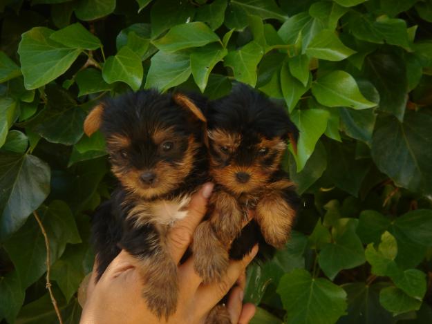 CACHORROS DE YORKSHIRE MINIATURA