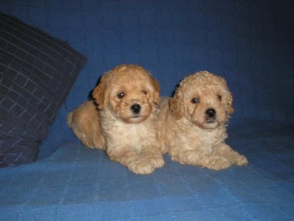 CANICHES , preciosos cachorros - venta