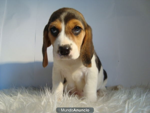 DISPONEMOS DE UNA CAMADA DE CACHORROS DE BEAGLE