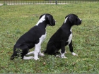 Dogos alemanes hembras negra y mantle/boston - mejor precio | unprecio.es