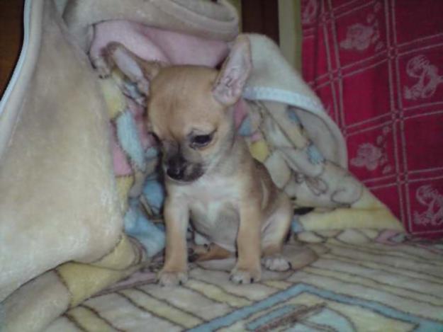 HEMBRITA DE CHIHUAHUA MINI 3 MESES