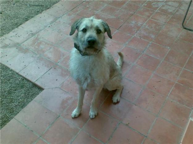 MAX.PRECIOSO XPASTOR VASCO EN ADOPCION - Valencia