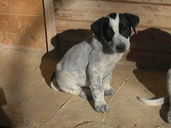 TODOS ESTOS PERRITOS NECESITAN UN HOGAR---  LES AYUDAS??--ESTAN EN VALENCIA--