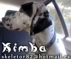 Kimba, 3 años. Murcia‏ - mejor precio | unprecio.es