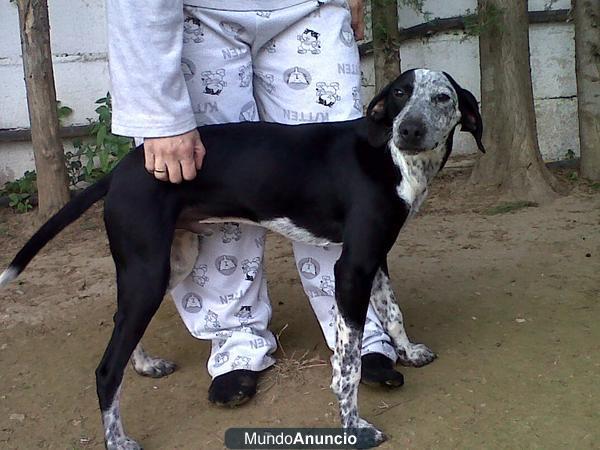 Cruce de bodeguero en adopción