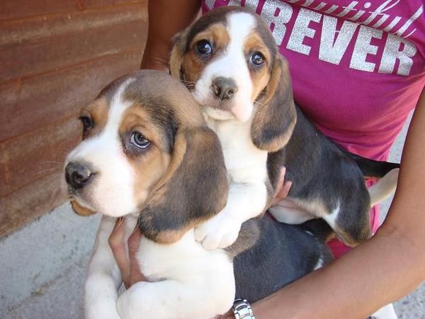 Bonitos cachorros de beagle