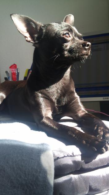 BUSCO NOVIA PARA CHIHUAHUA