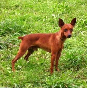 Cachorritos de Mini Pinscher con pedigree, criados en familia