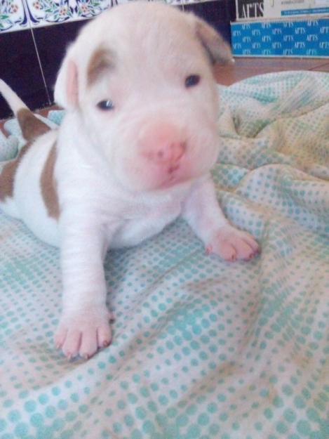 Cachorros de american pit bull red nose