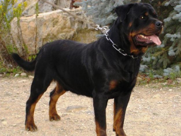 cachorros de rottweiler