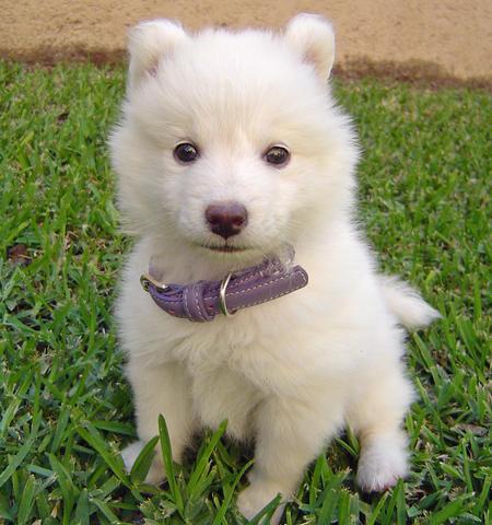 CAMADA DE SAMOYEDO