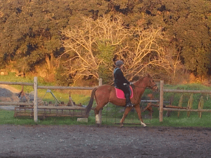 Cuido tu caballo, padox en semi-libertad