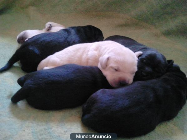 labradores retriever