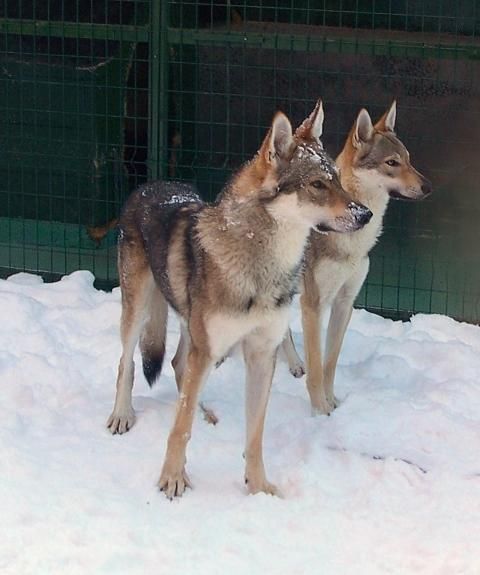 perro lobo checoslovaco