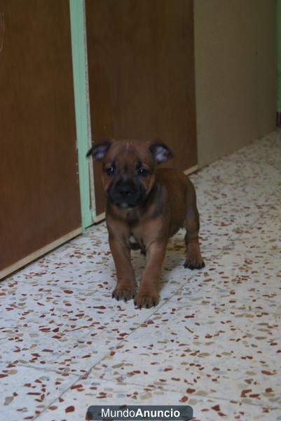 Preciosos Cachorros Staffordshire Bull Terrier