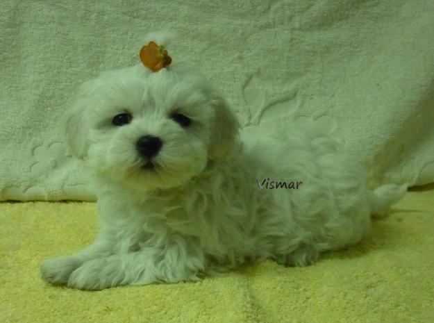 Cachorros preciosos de Maltés