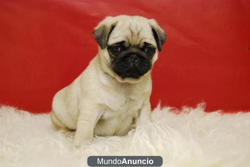 Adorables Carlinos Pug Con 2 Meses Preciosos Cachorros on 2 mESES