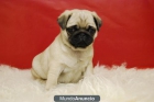 Adorables Carlinos Pug Con 2 Meses Preciosos Cachorros on 2 mESES - mejor precio | unprecio.es