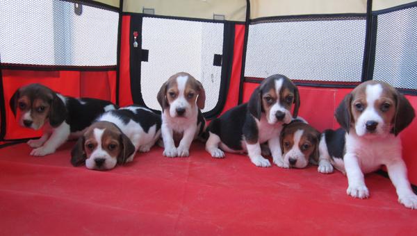 Beagles tricolores cachorros con pedigri.