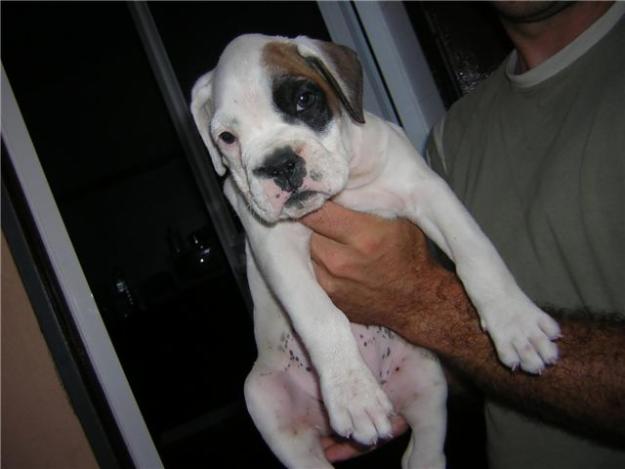 boxer hembra blanca