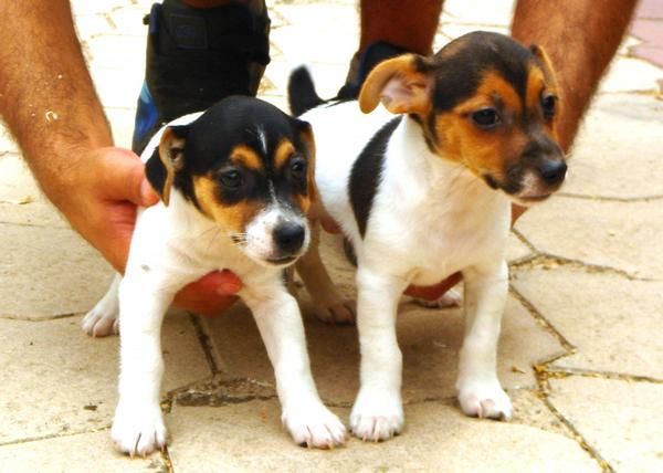 CACHORROS DE JACK RUSSEL 480