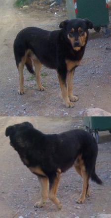 Dundo, precioso perro abandonado busca hogar