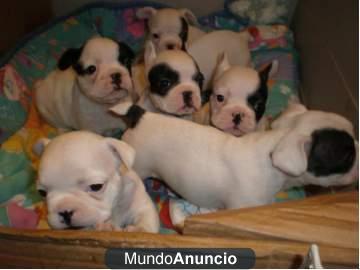 Preciosos bulldog frances con pedigree,