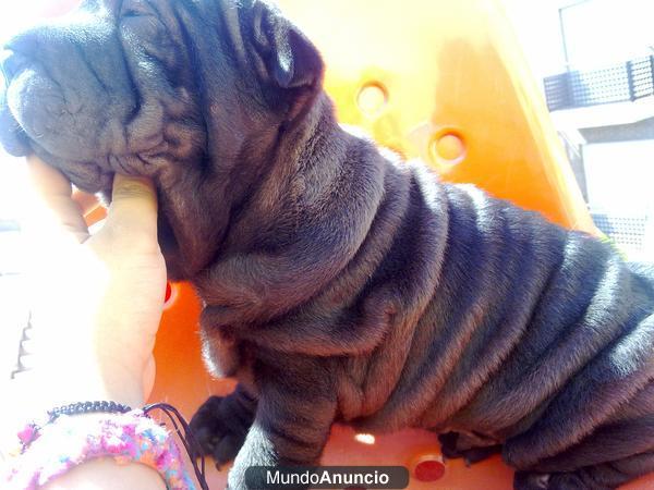 shar pei americanos