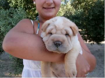 SHAR PEI ARRUGADITOS CON PEDIGRI