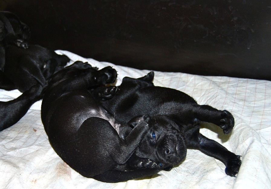 Staffordshire Bull Terrier , inscritos en Loe