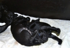 Staffordshire Bull Terrier , inscritos en Loe - mejor precio | unprecio.es