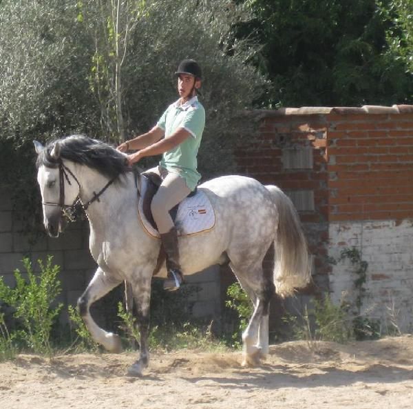 CABALLO ( PRE )  GARABATO V (MADRID)